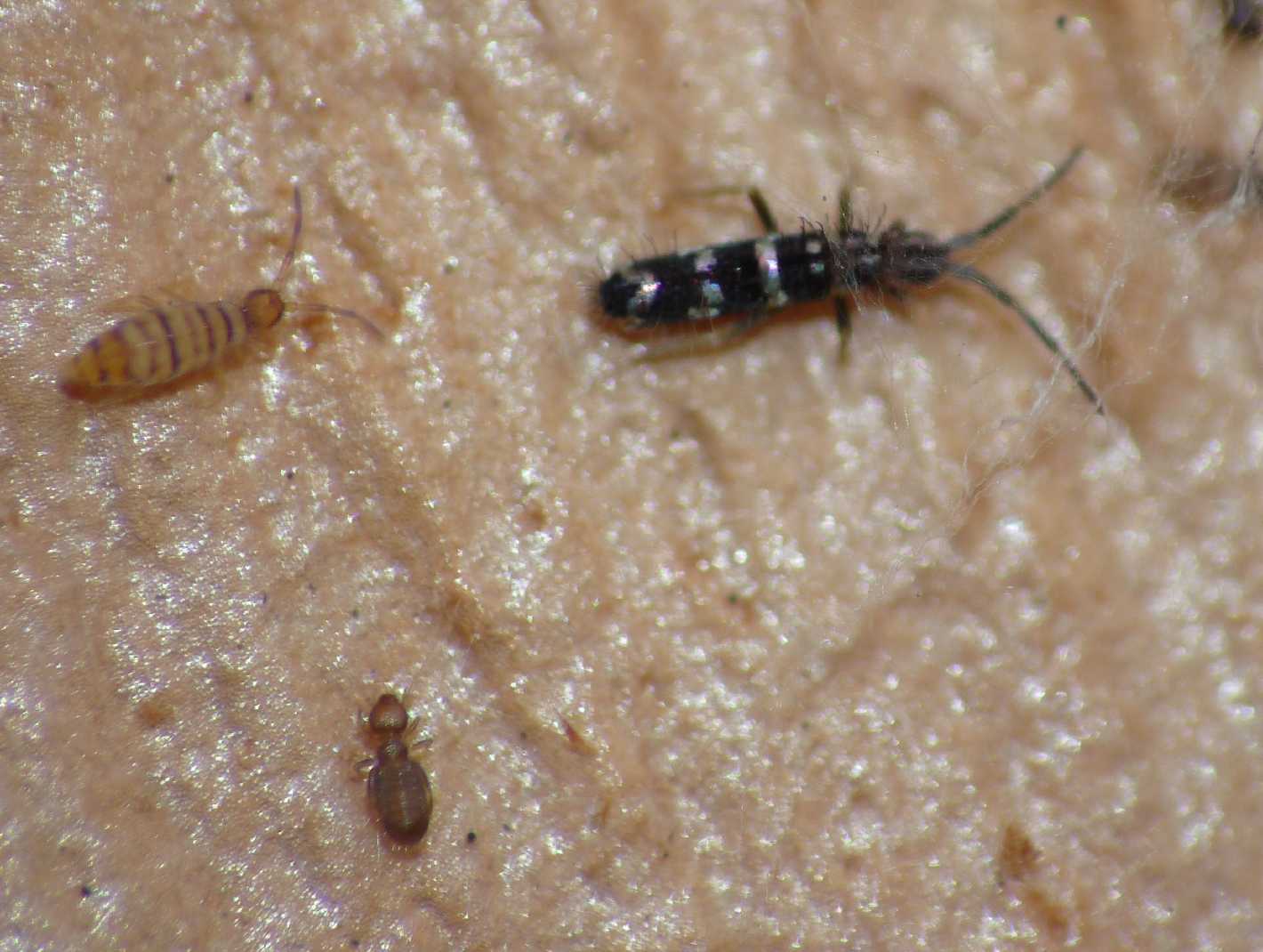 Collembolo con giubbetto catarifrangente